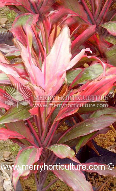 Cordyline terminalis 'Rose Queen'